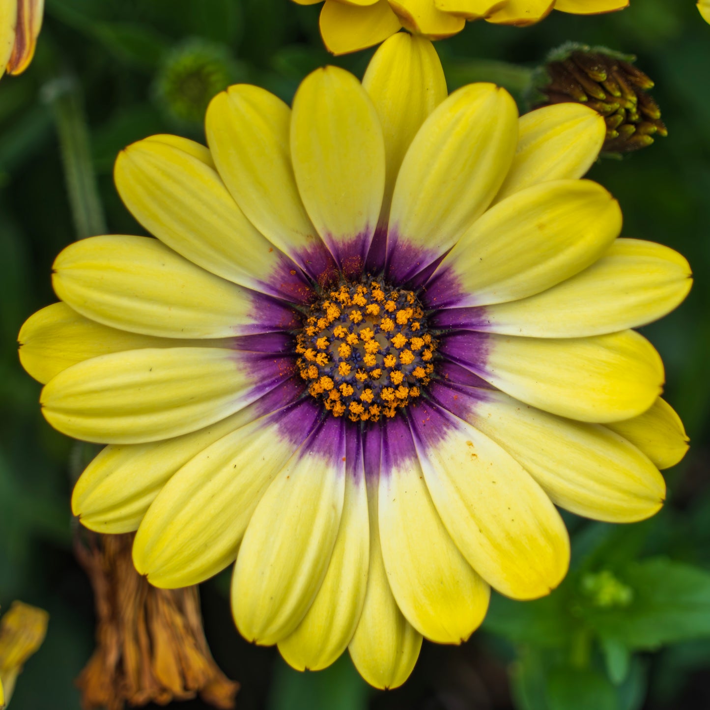 African Daisy