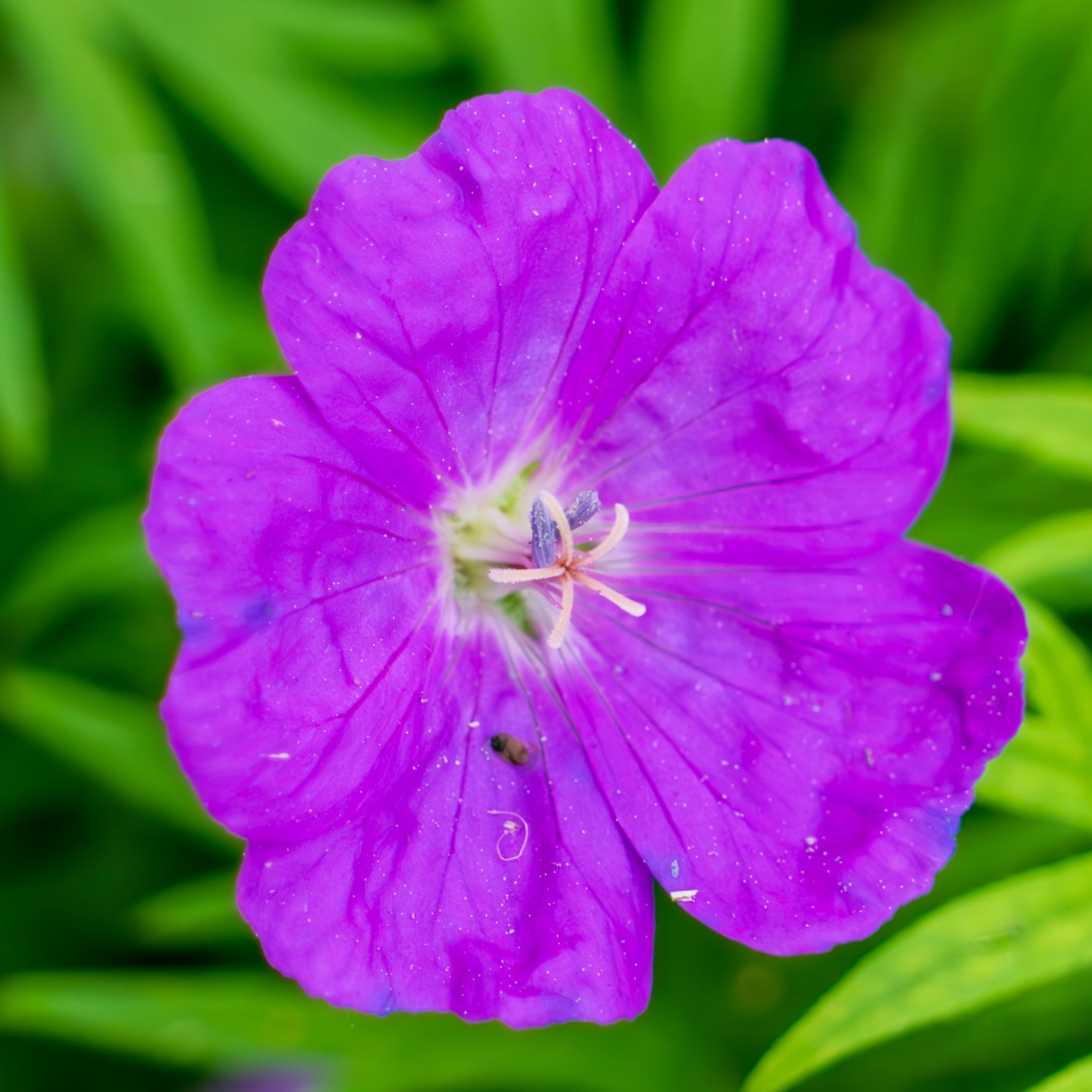 Bloody Crane's-bill
