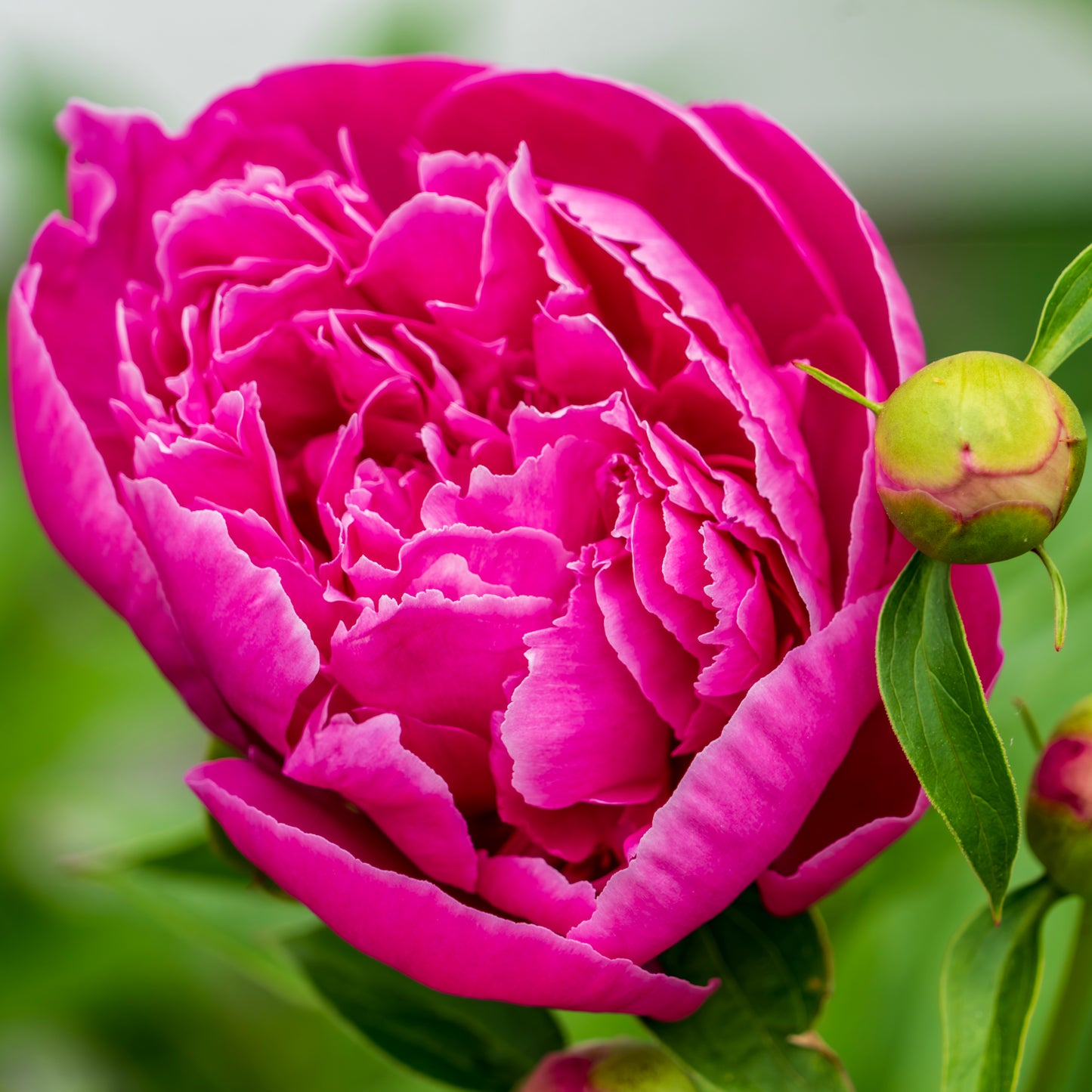 Common Garden Peony