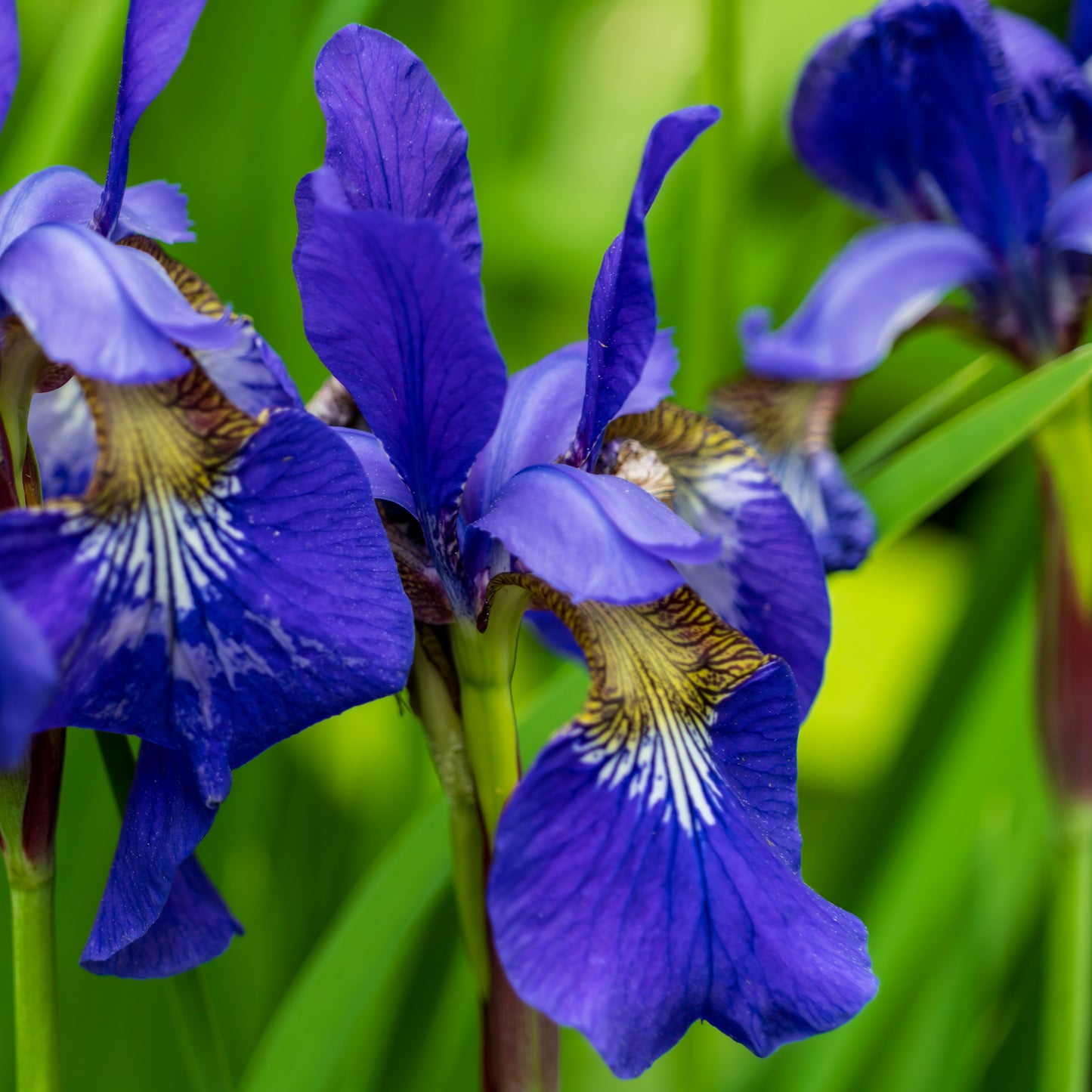 Siberian Iris