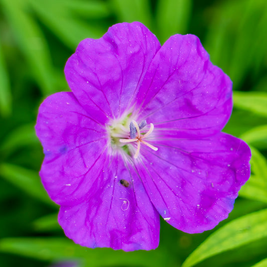 Bloody Crane's-bill