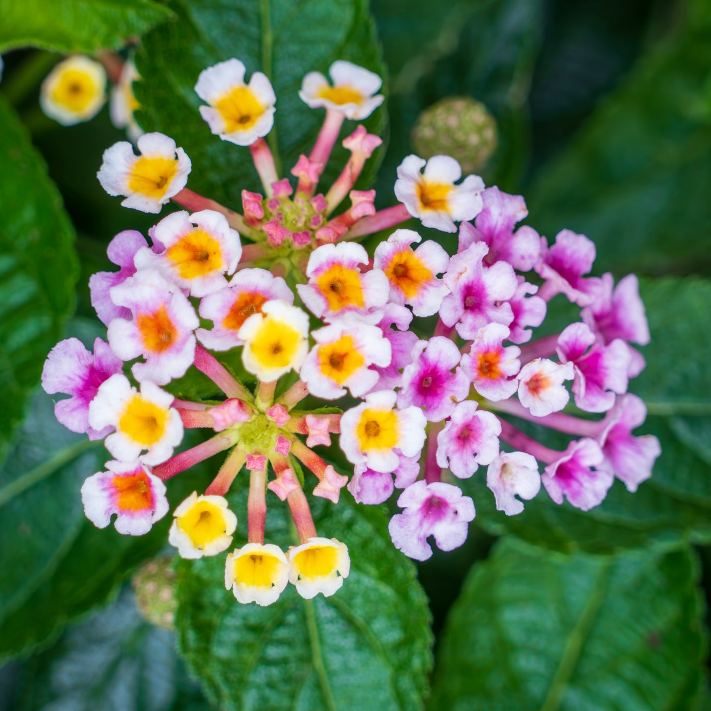 Lantana