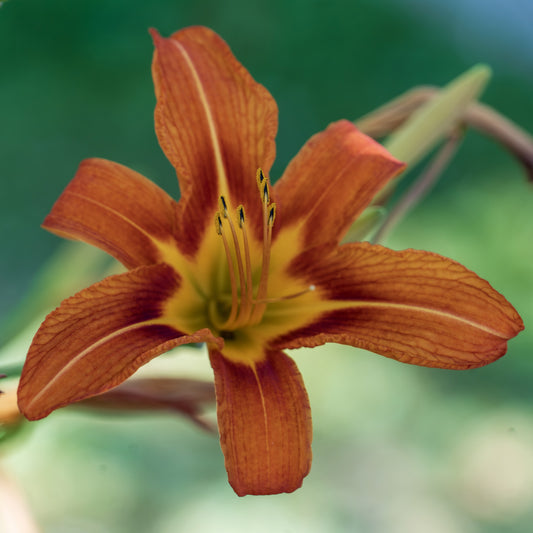 Orange Daylily