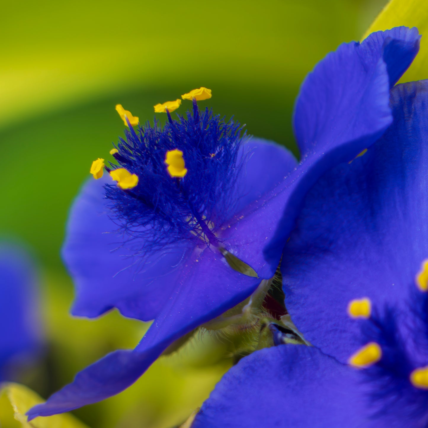 Virginia Spiderwort